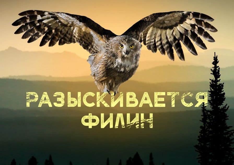 Разыскивается филин