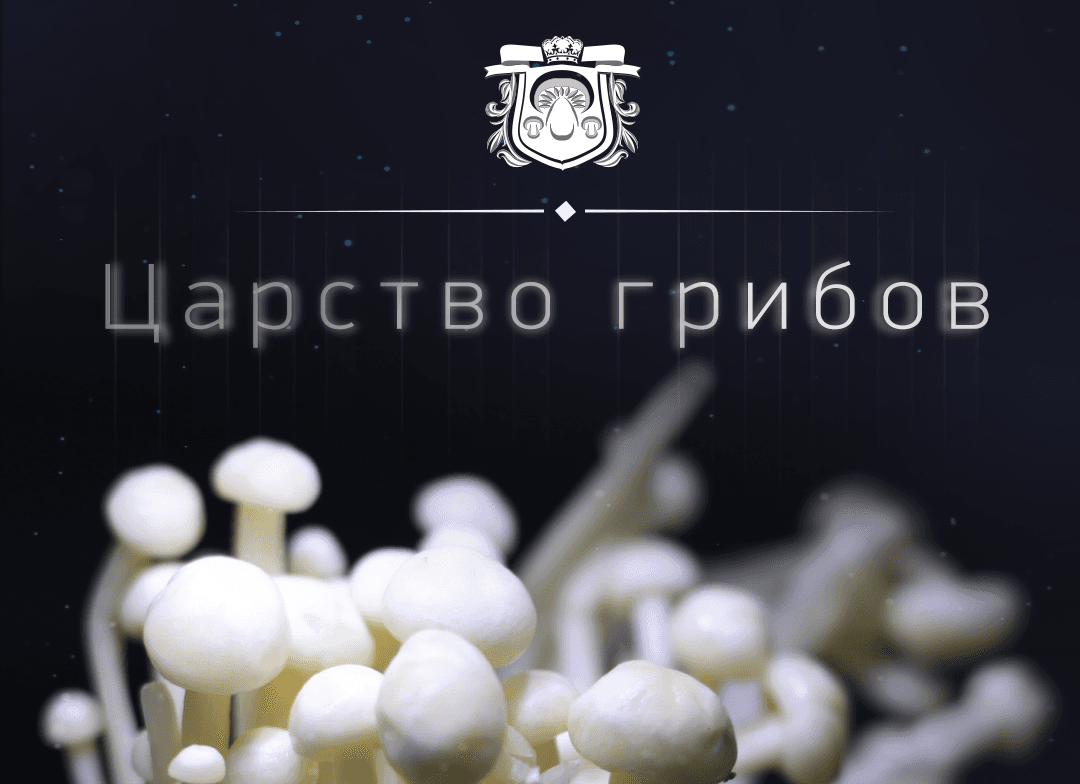 Царство грибов